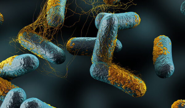 Clostridium perfringens is the main causative agent of necrotic enteritis in birds.