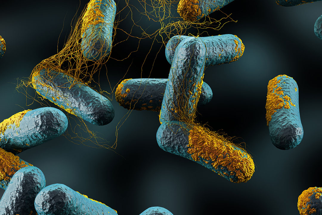 Clostridium perfringens is the main causative agent of necrotic enteritis in birds.