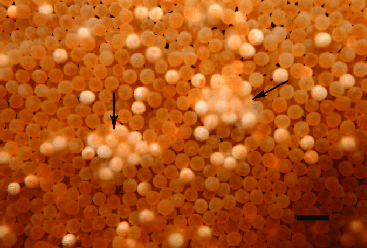 Saprolegnia parasitica in fish egg