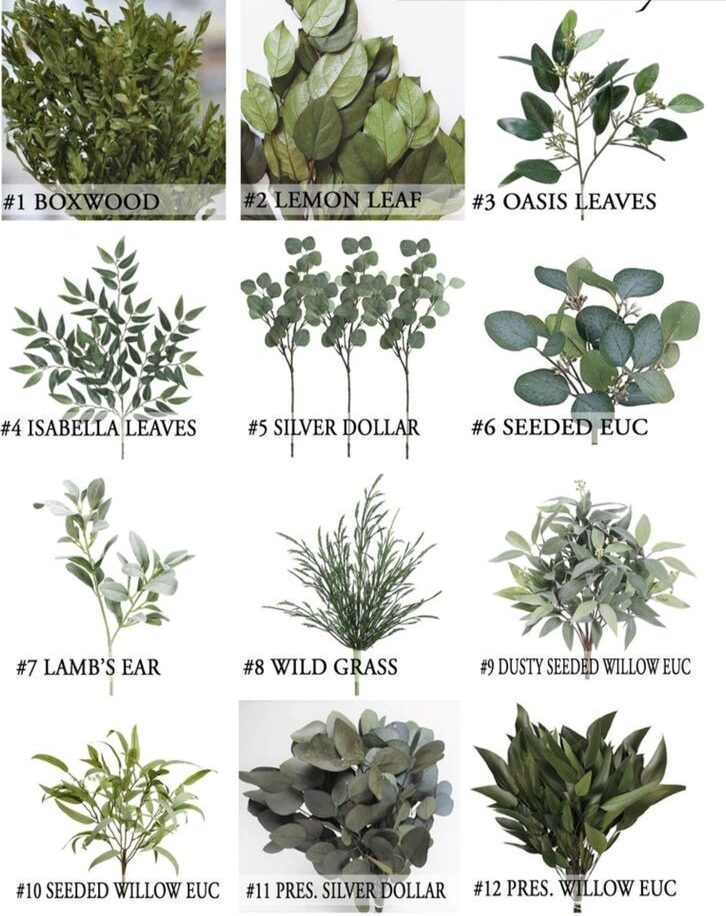 گیاه اکالیپتوس و انواع آن 
Eucalyptus