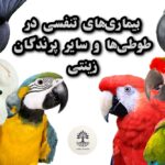 Parrot respiratory diseases