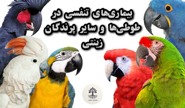 Parrot respiratory diseases