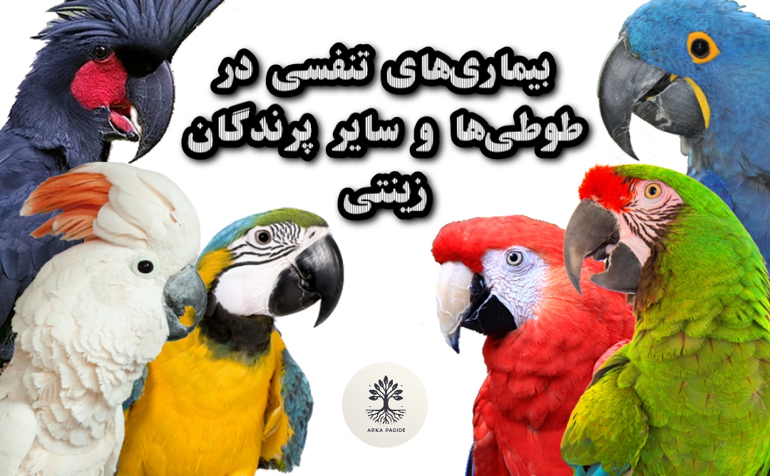 Parrot respiratory diseases