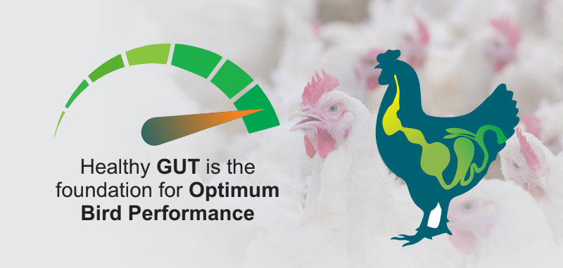 poultry Probiotics growth supplements 