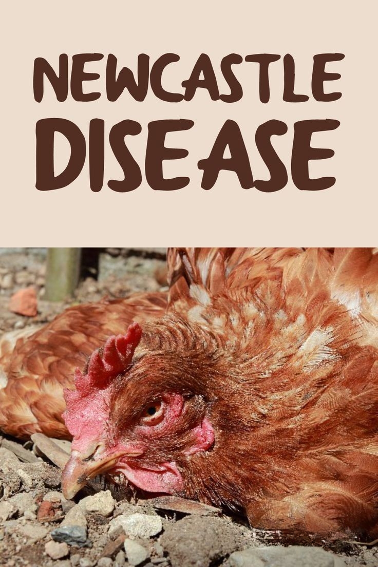 Newcastle disease in poultry 