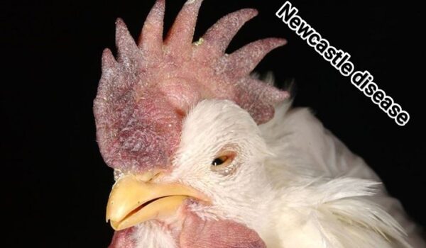 نیوکاسل در مرغداری ها Newcastle disease