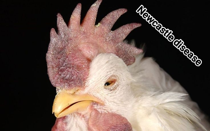 نیوکاسل در مرغداری ها Newcastle disease