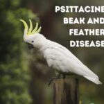 Psittacine Beak and Feather Disease PBFD