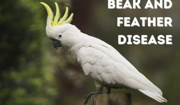 Psittacine Beak and Feather Disease PBFD