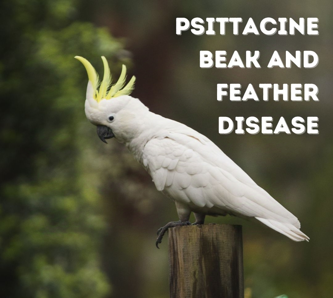 Psittacine Beak and Feather Disease PBFD