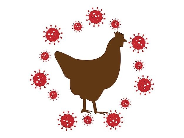 Virus bird flu 