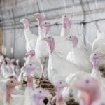 هیبرید بوقلمون Hybrid Turkeys