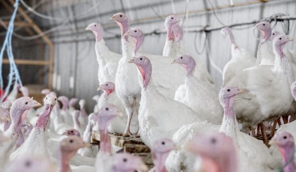 هیبرید بوقلمون Hybrid Turkeys
