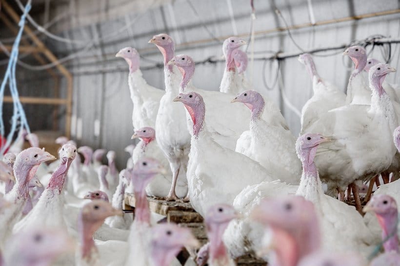 هیبرید بوقلمون Hybrid Turkeys